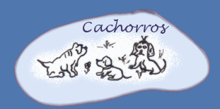 Cachorros