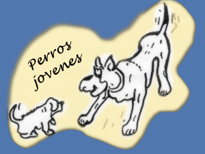 Perros jovenes